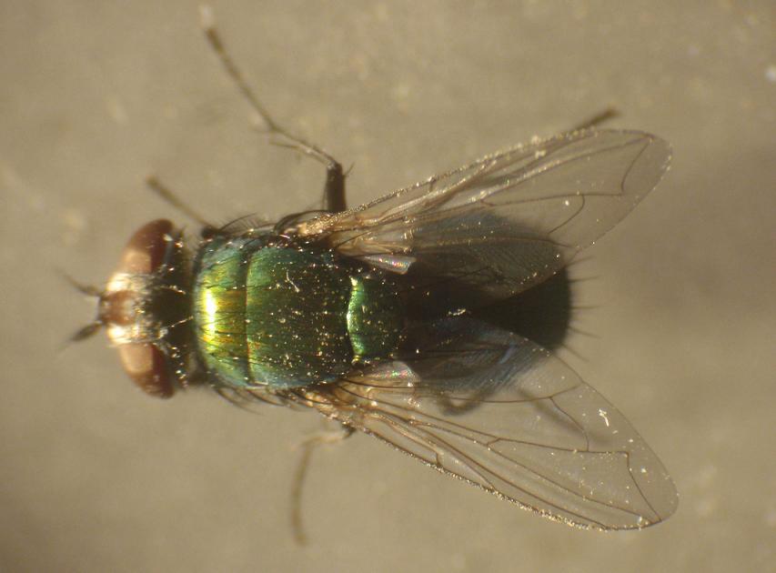 Miasi da mosca verde: Lucilia sericata F (Calliphoridae)